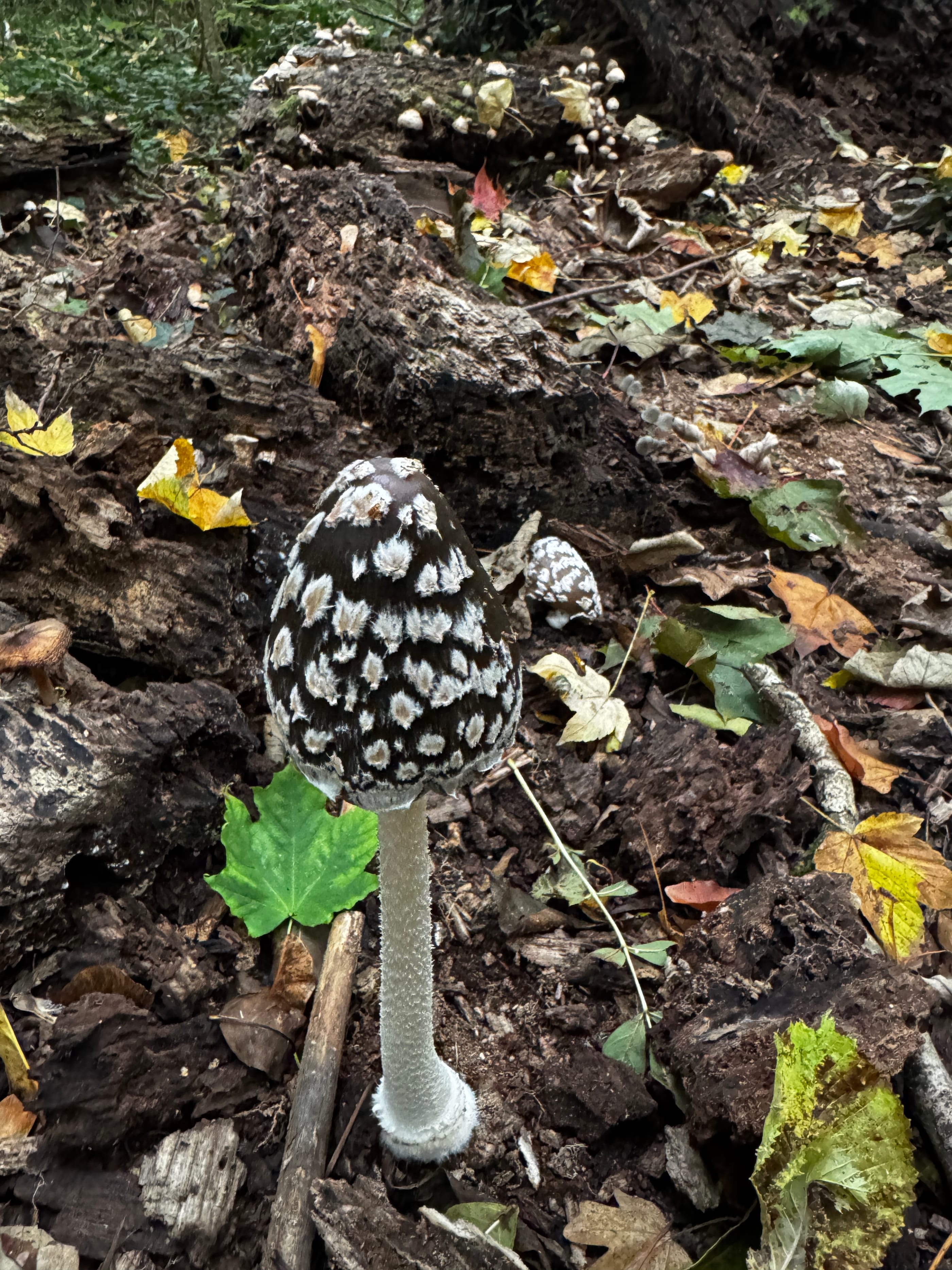 Autumn in the country